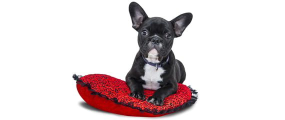 Comparador de Seguros de Mascotas